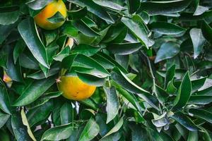 oranges mûres parmi les feuilles, récolte saisonnière d'agrumes. mise au point sélective sur les oranges, idée de fond, concept publicitaire de jus photo