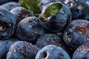 délicieuses prunes mûres, fond de fruits biologiques frais en gouttes d'eau, gros plan. mise au point sélective, faible profondeur de champ.belles pruneaux mûrs, récolte de fruits en automne, éco-produits de la ferme photo