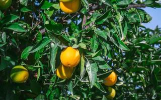 oranges mûres sur les branches d'un arbre, agriculture, récolte d'agrumes, mise au point sélective sur les oranges, idée de fond ou de toile de fond pour la publicité photo