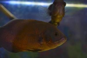 oculaire astronotus est un grand poisson à nageoires rayonnées de la famille des cichlacées. il est aussi connu sous les noms photo