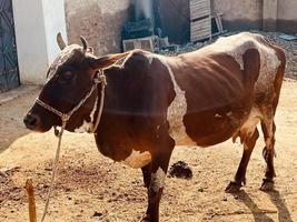 vache et son petit blanc et marron photo