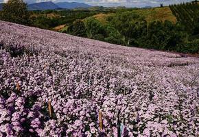 champ de fleurs de margaret sur khao kho, thaïlande belles fleurs violettes, fleurs de margaret, sont populaires pour la plantation comme plantes ornementales. et transmettre la sincérité, le véritable amour photo