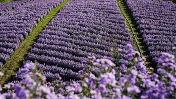 champ de fleurs de margaret sur khao kho, thaïlande belles fleurs violettes, fleurs de margaret, sont populaires pour la plantation comme plantes ornementales. et transmettre la sincérité, le véritable amour photo