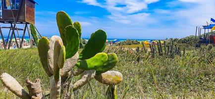 cactus dans le sable sur la plage avec de l'herbe, une cabane, la mer et le ciel bleu en arrière-plan photo