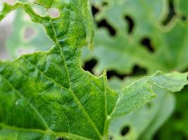 les feuilles de melon ont des trous parce qu'elles sont attaquées par des parasites, cela indique une mauvaise récolte. photo