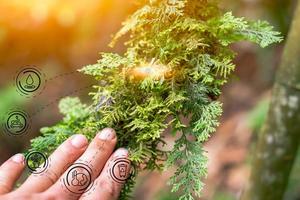 un gros plan de mousse verte sur la plante de la vigne, de l'environnement et de la nature photo