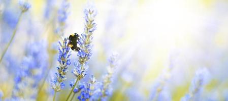 fleurs de lavande plantent et fleurissent sur fond de nature floue. fond floral belle fleur de lavande et nature d'abeille.bourdon sur lavande.source abstraite. photo