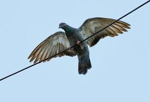 pigeon sur un fil téléphonique photo