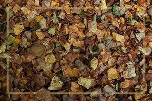 feuillage à l'automne. texture avec des feuilles sèches. photo