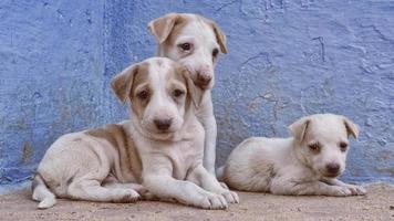 trois chiots mignons photo