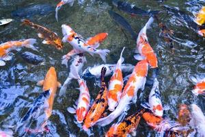 groupe de poissons koi ou de poissons de merde qui nagent dans un petit étang, en mouvement, mise au point douce et sélective. photo