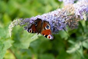 papillon paon à côté de l'arbre aux papillons buddleja davidii photo