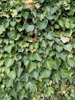 feuilles de lierre vert sur le mur. fond texturé de feuilles. texture de mur végétal vert pour la conception de toile de fond et mur écologique et découpé à l'emporte-pièce pour les illustrations. beaucoup de feuilles. photo