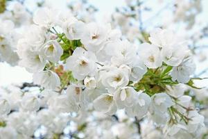 branche de fleurs blanches épanouies de prunier cerisier au début du printemps. incroyable bannière de printemps floral naturel ou carte de voeux, carte postale, affiche. mise au point sélective