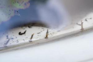 les larves de moustiques dans l'eau stagnante se bouchent photo