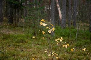 forêt d'automne sans feuillage. quelques feuilles jaunes sur les buissons photo