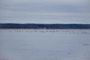 le rivage de la baie avec une volée d'oiseaux de goélands et de canards. photo