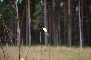 forêt d'automne sans feuillage. quelques feuilles jaunes sur les buissons photo