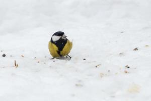 mésange charbonnière. oiseau mangeant des graines de tournesol. nourrir les oiseaux en hiver. photo