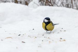 Mésange charbonnière assise sur la neige. oiseau en hiver. photo