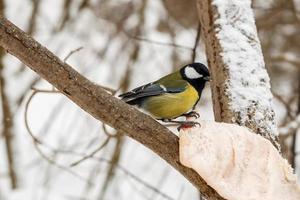 mésange charbonnière. oiseau perché sur un morceau de saindoux sur un arbre. nourrir les oiseaux en hiver. photo
