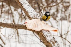 mésange charbonnière. l'oiseau est assis sur un morceau de graisse dans la forêt d'hiver. nourrir les oiseaux en hiver. photo