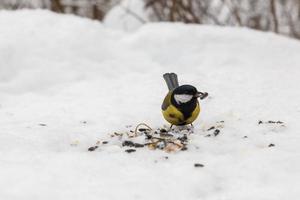 mésange charbonnière. oiseau mangeant une graine de tournesol dans la neige dans la forêt. photo