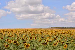 champ de tournesols photo