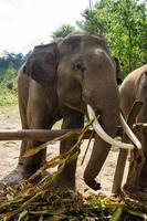l'éléphant mange des feuilles de bambou sèches sur fond de forêt tropicale dans le sanctuaire de soin des éléphants. province de chiang mai, thaïlande. photo