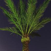 palmier la nuit. palmier illuminé par le bas. Contexte. texture. fond d'écran.
