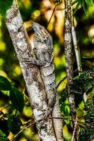 lézard sur une branche photo