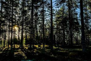 forêt en suède, europe photo