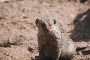 portrait en gros plan de mangouste à bandes mignonnes photo