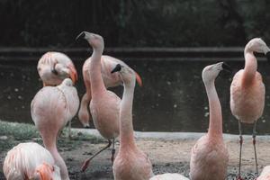 un troupeau de flamants roses, debout sur le rivage photo