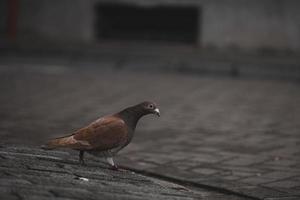 Pigeon brun mignon à la recherche d'un aliment photo