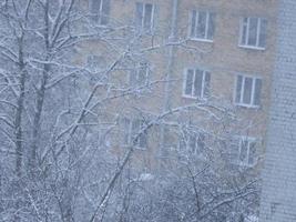 arbres enneigés dans une tempête de neige dans la ville photo