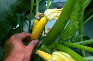 la main avec des courgettes jaune doré pousse dans le jardin photo