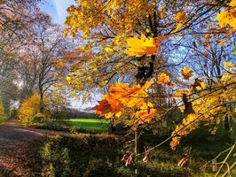 les couleurs d'automne sont vives et juteuses. périphérie de strasbourg, rhin. photo