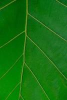 feuille de teck - texture de feuille de teck vert. fond de feuille de teck vert photo