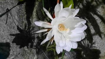 la fleur jaya wijaya qui fleurit la nuit, si blanche et belle 03 photo