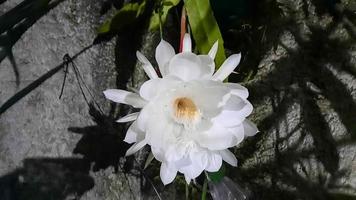 la fleur jaya wijaya qui fleurit la nuit, si blanche et belle 02 photo