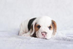 mignon chiot beagle âgé d'un mois assis et impatient. l'image a un espace de copie pour la publicité ou le texte. photo