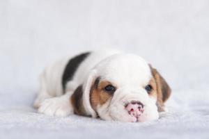 mignon chiot beagle âgé d'un mois assis et impatient. l'image a un espace de copie pour la publicité ou le texte. photo