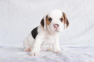 mignon chiot beagle âgé d'un mois assis et impatient. l'image a un espace de copie pour la publicité ou le texte. photo