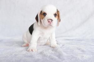 mignon chiot beagle âgé d'un mois assis et impatient. l'image a un espace de copie pour la publicité ou le texte. photo