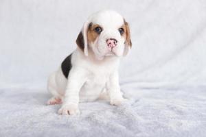 l'apparence générale du beagle ressemble à un foxhound miniature. le beagle a été développé principalement pour la chasse au lièvre. possédant un grand sens de l'odorat et un instinct de pistage supérieur. photo