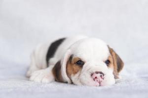 mignon chiot beagle âgé d'un mois assis et impatient. l'image a un espace de copie pour la publicité ou le texte. photo