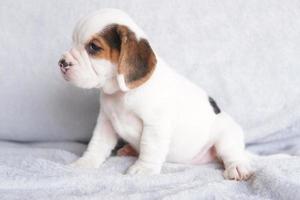 les beagles sont utilisés dans une gamme de procédures de recherche. l'apparence générale du beagle ressemble à un foxhound miniature. les beagles ont un excellent nez. photo