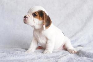 le beagle a été développé principalement pour la chasse au lièvre. possédant un grand sens de l'odorat et un instinct de pistage supérieur. l'image a un espace de copie pour la publicité ou le texte. photo