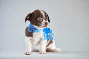 Chiot mignon chihuahua photo